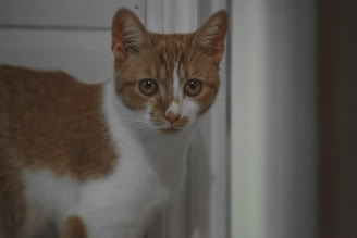 A cat with orange and white fur is observed standing near a corner, looking directly at the camera. The cat has a pattern of white fur around its chest and facial area, with larger patches of orange fur around its body and head. The background consists of light-colored walls, suggesting an indoor setting.