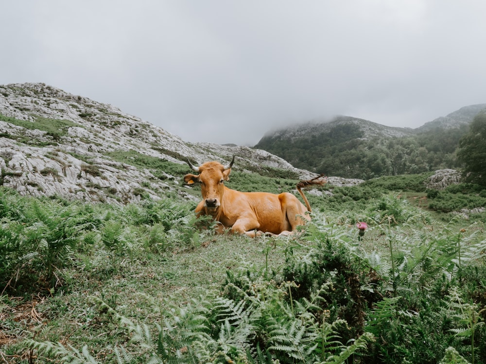 brown cow lying on grass field