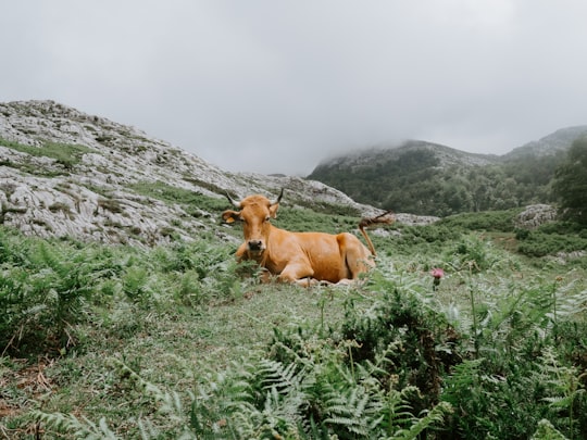 brown cow lying on grass field in Lago de la Ercina Spain