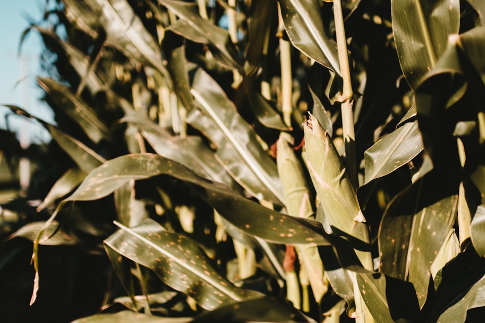 corn plants