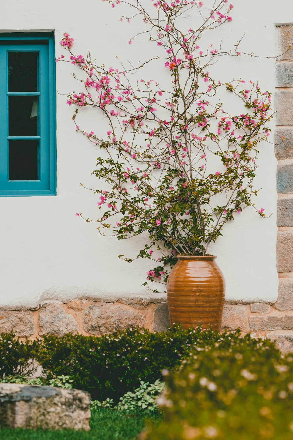 flores de pétalos rosas en pared blanca