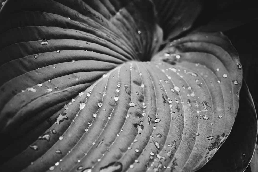 grayscale photography of leaf