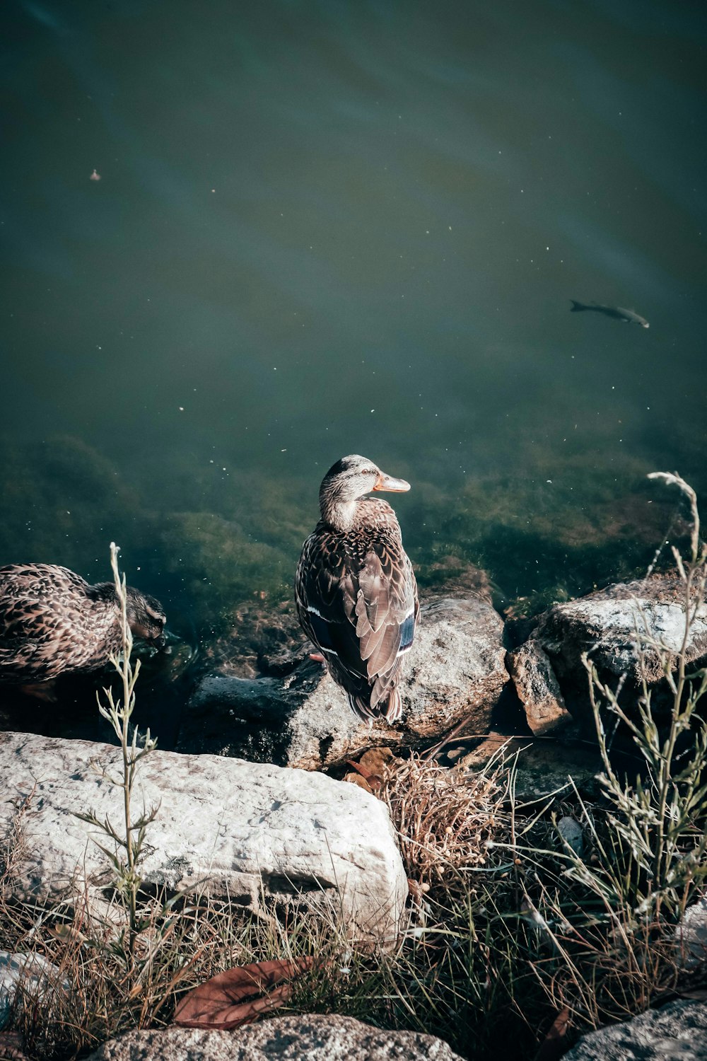 female mallard duck near water body