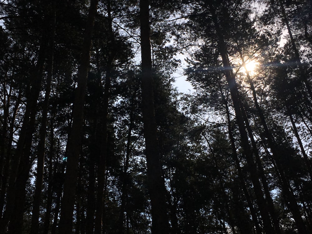 green leafed trees with sunrise