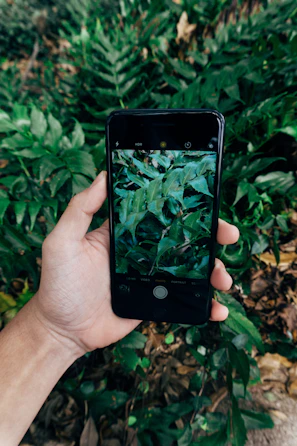 A close-up of hands holding a smartphone, capturing a moment outdoors with greenery in the background.