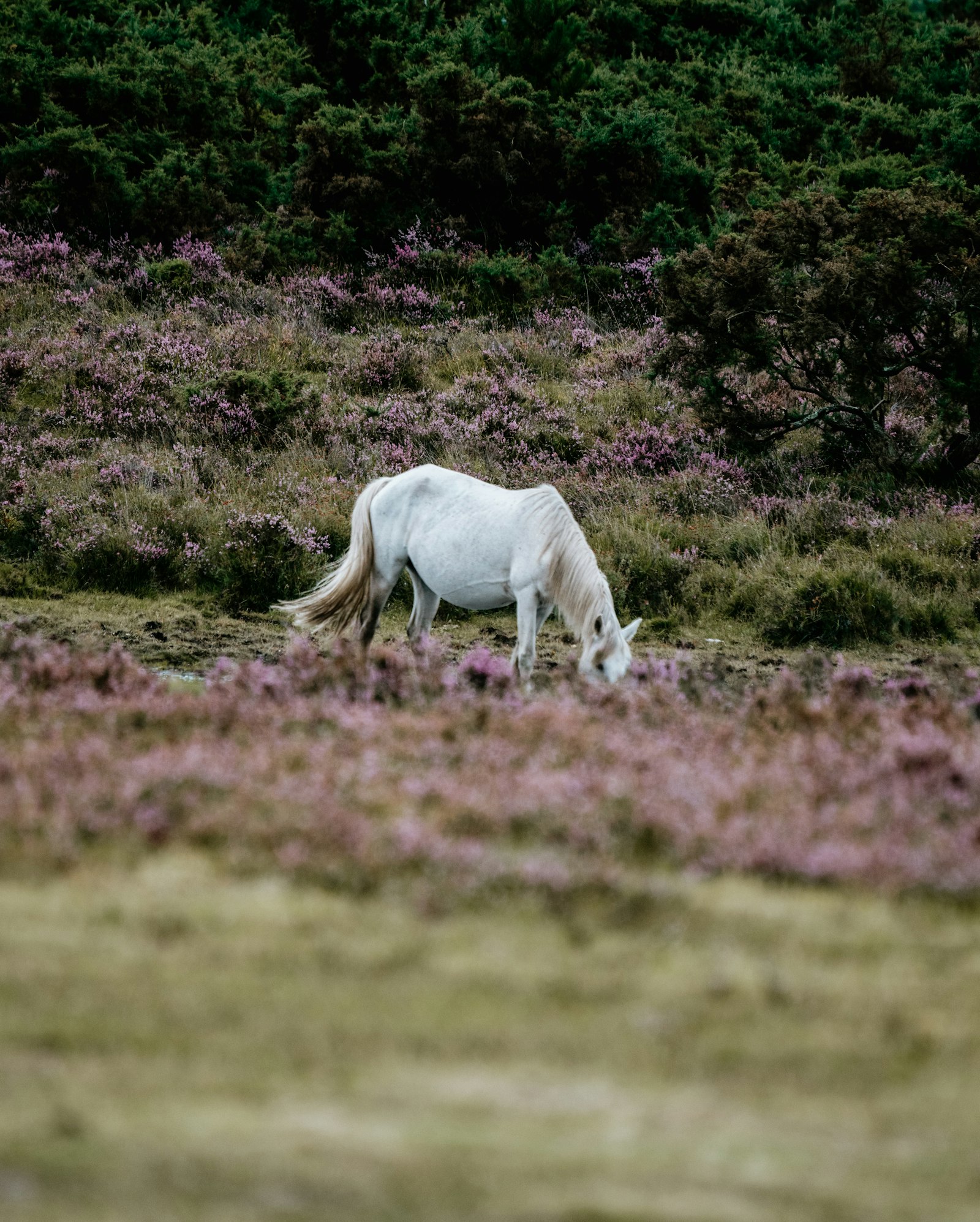 Sony FE 100-400mm F4.5-5.6 GM OSS sample photo. White horse on purple photography