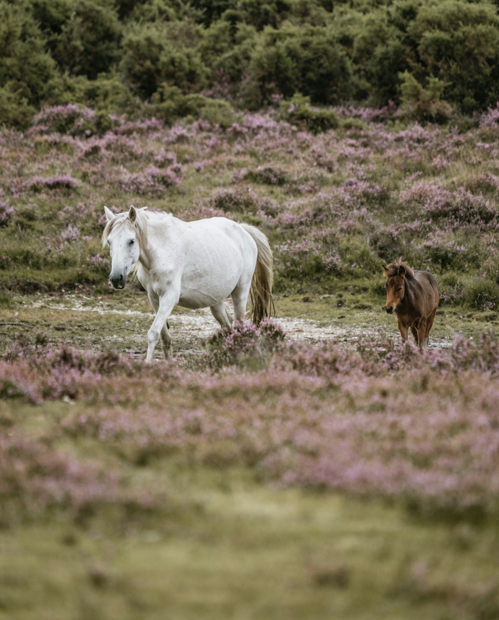 white horse and brown pony walking on grass field