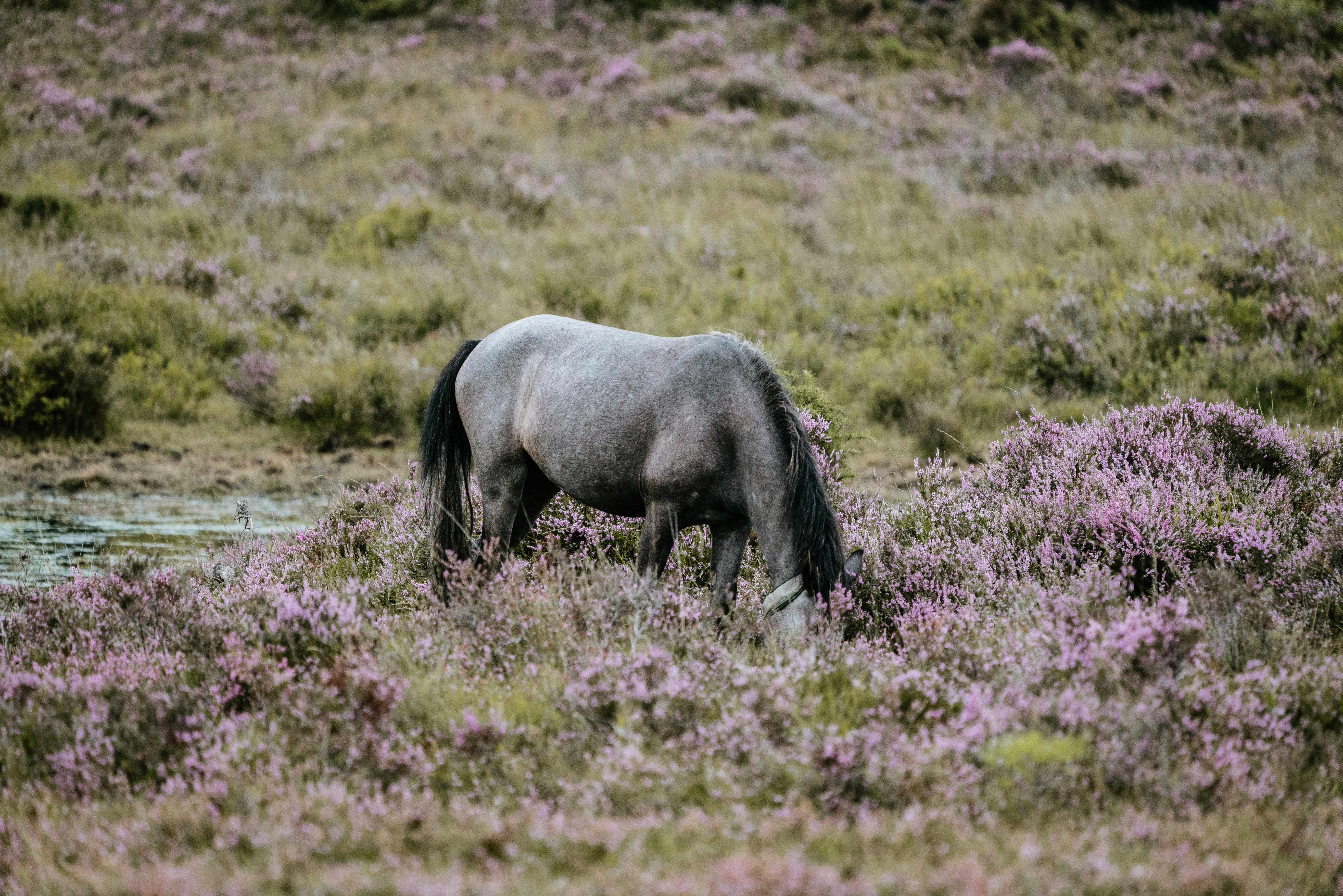 Photo by anniespratt