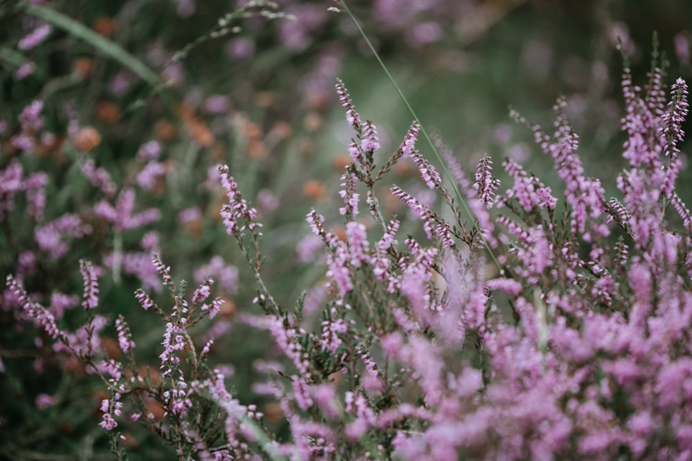 closeup photo of purple petaled flowers