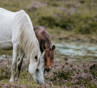white horse standing near brown horse feeding on grass