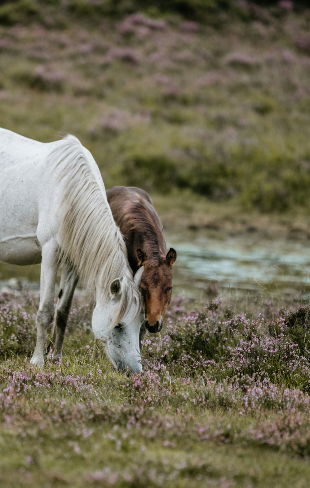 草を食べている茶色の馬のそばに立つ白い馬