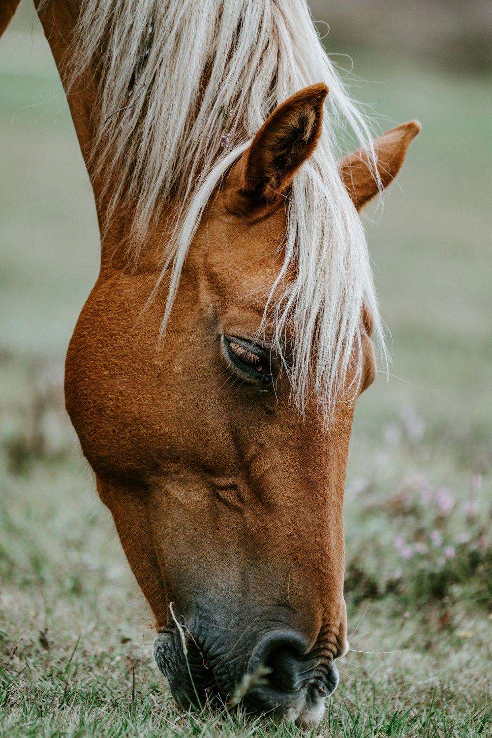 foto ravvicinata di cavallo marrone