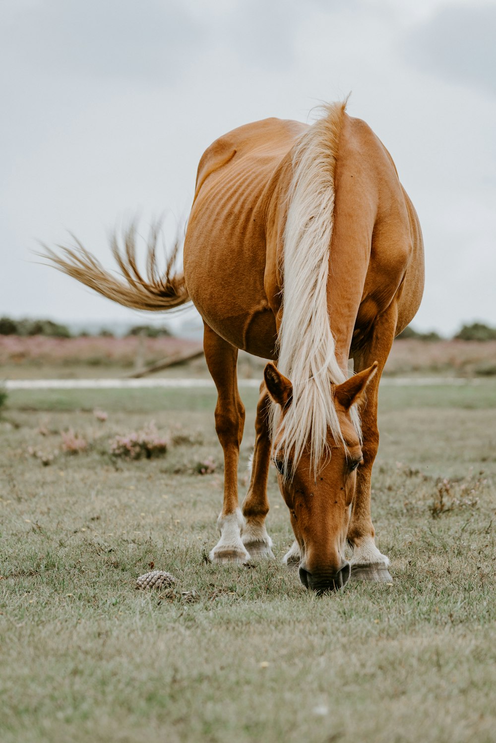 orange and white horse on grass