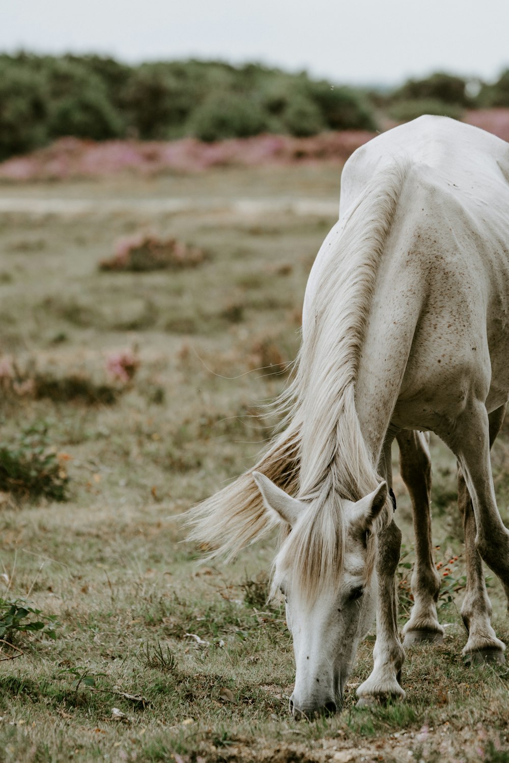 Cavalo branco no campo de grama verde