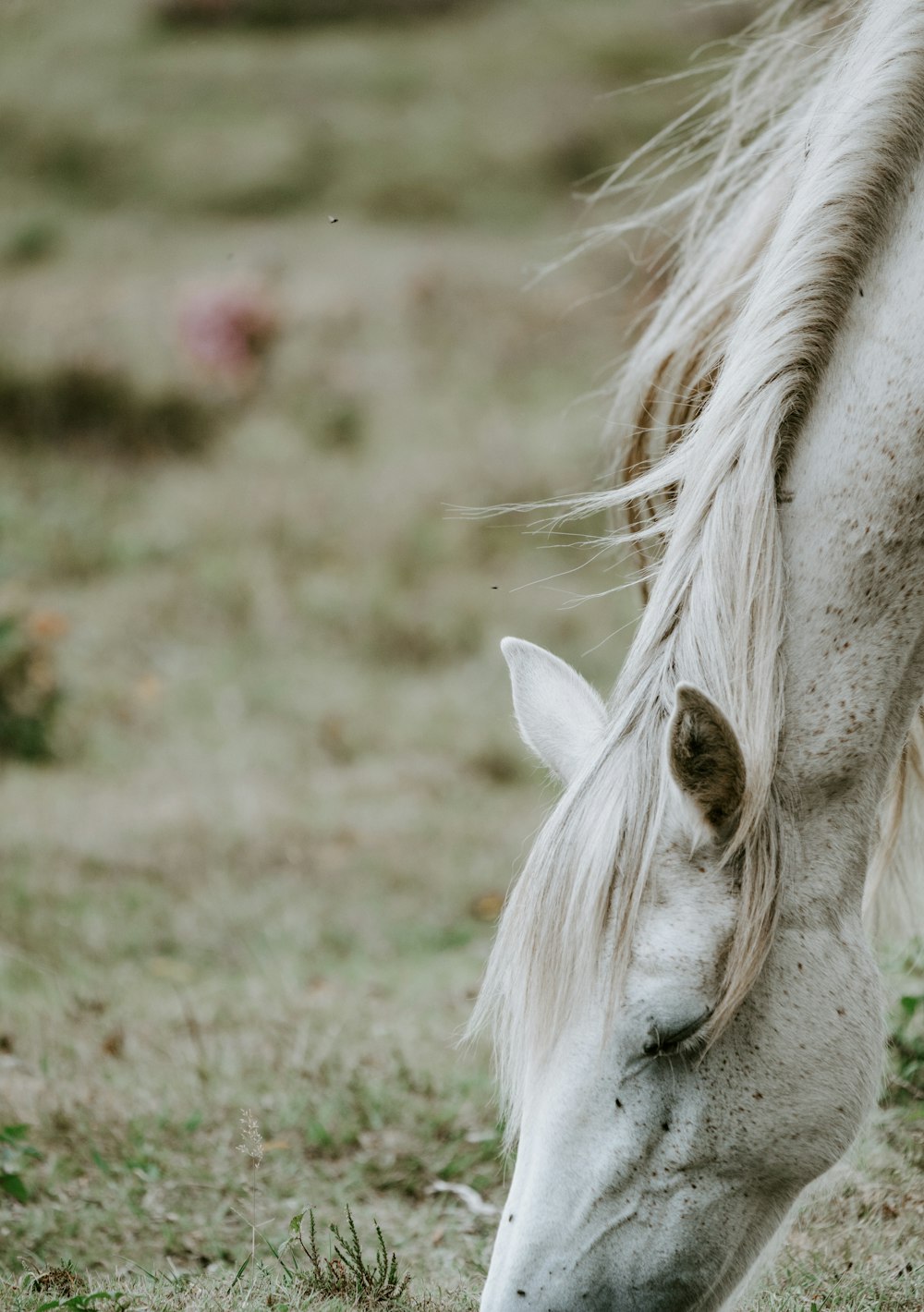 shallow focus photography of white horse