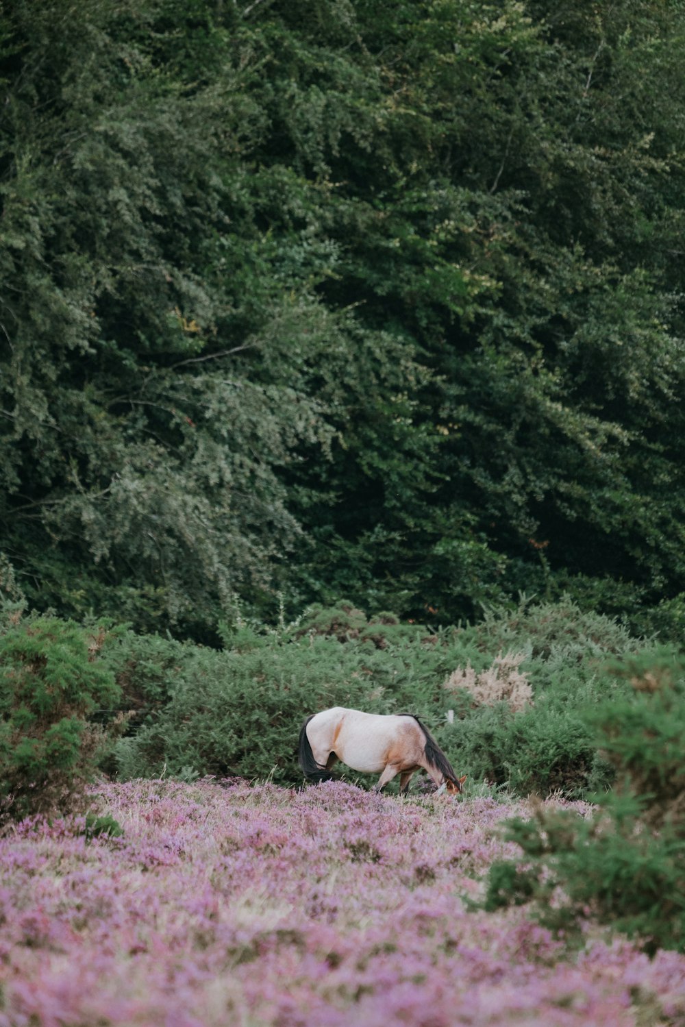 beige horse standing on grass field