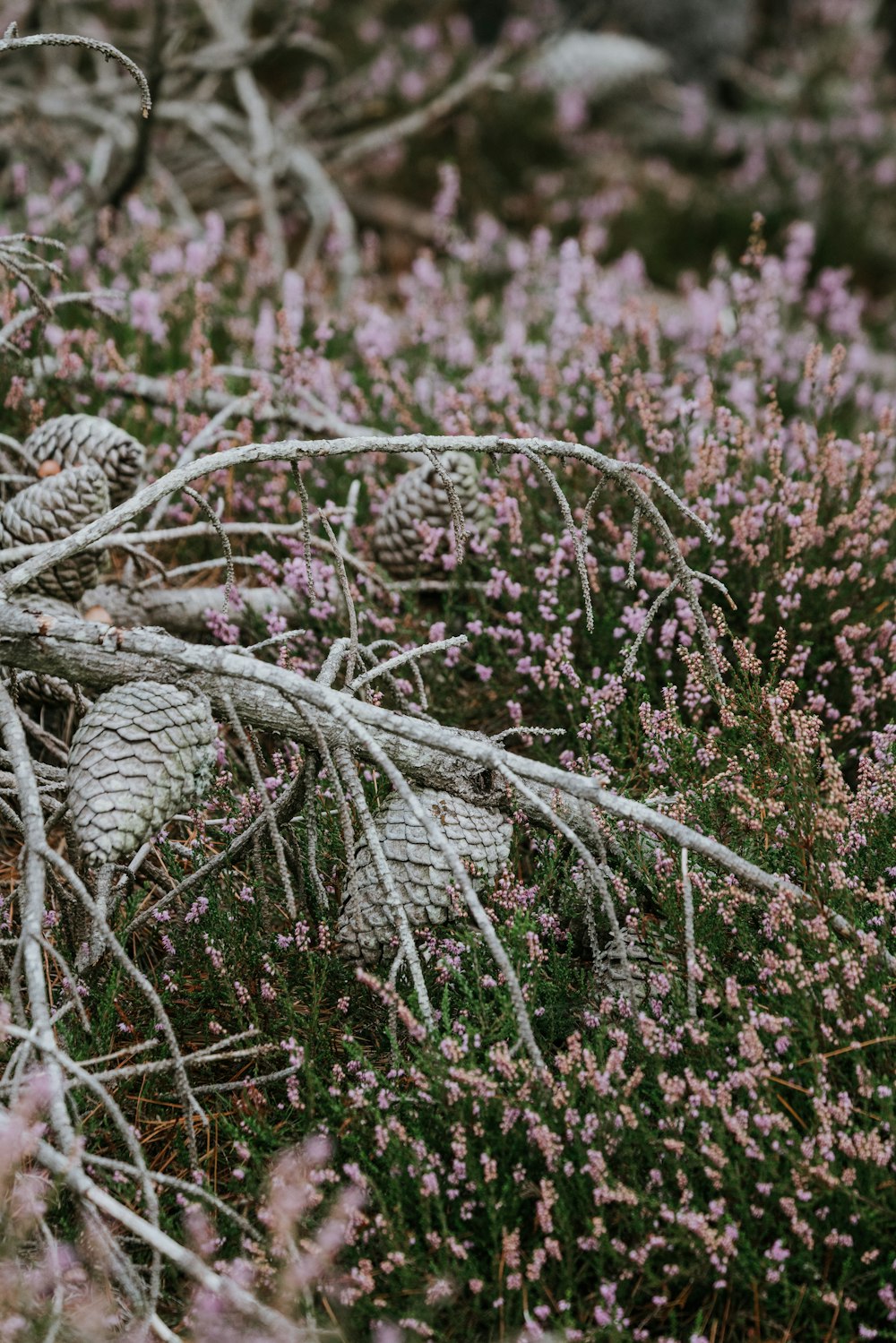 selective photography of pink flowers