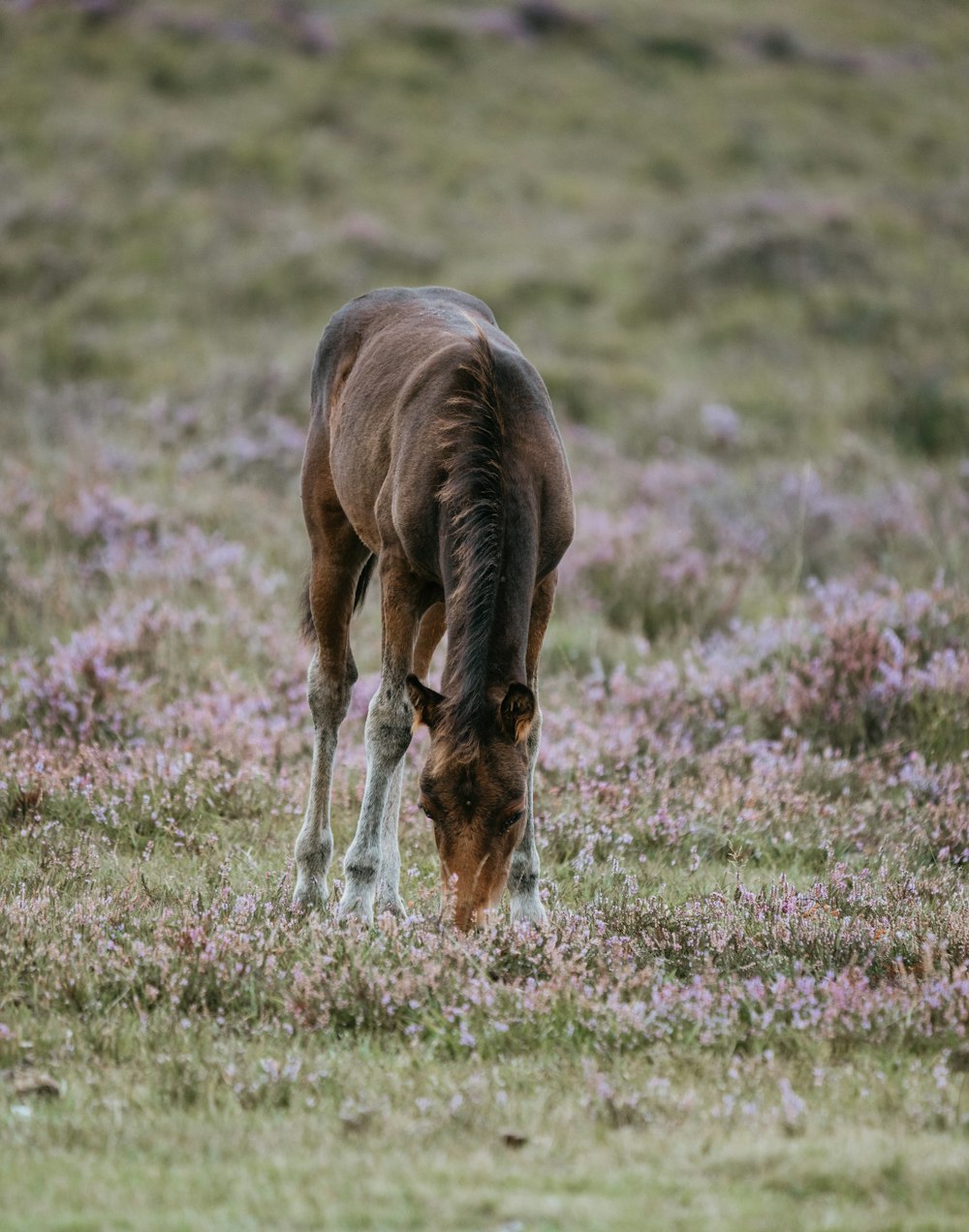 잔디밭에 갈색 말의 근접 촬영 사진