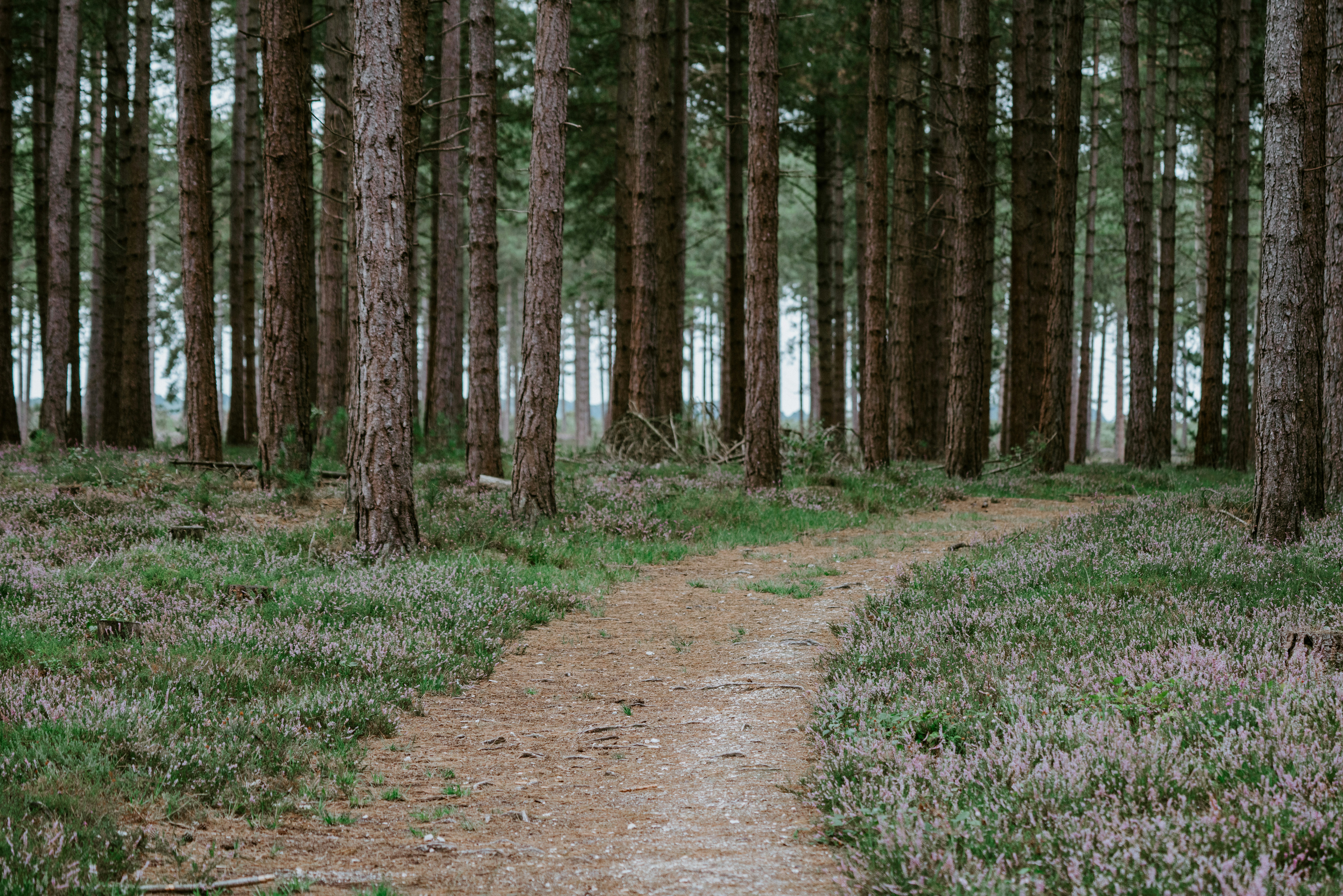 photo of forest during daytime, Forest trail