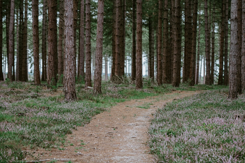 photo of forest during daytime