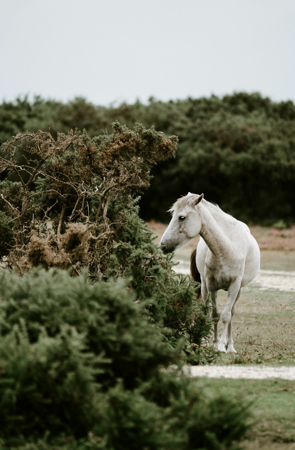 horse standing beside tree