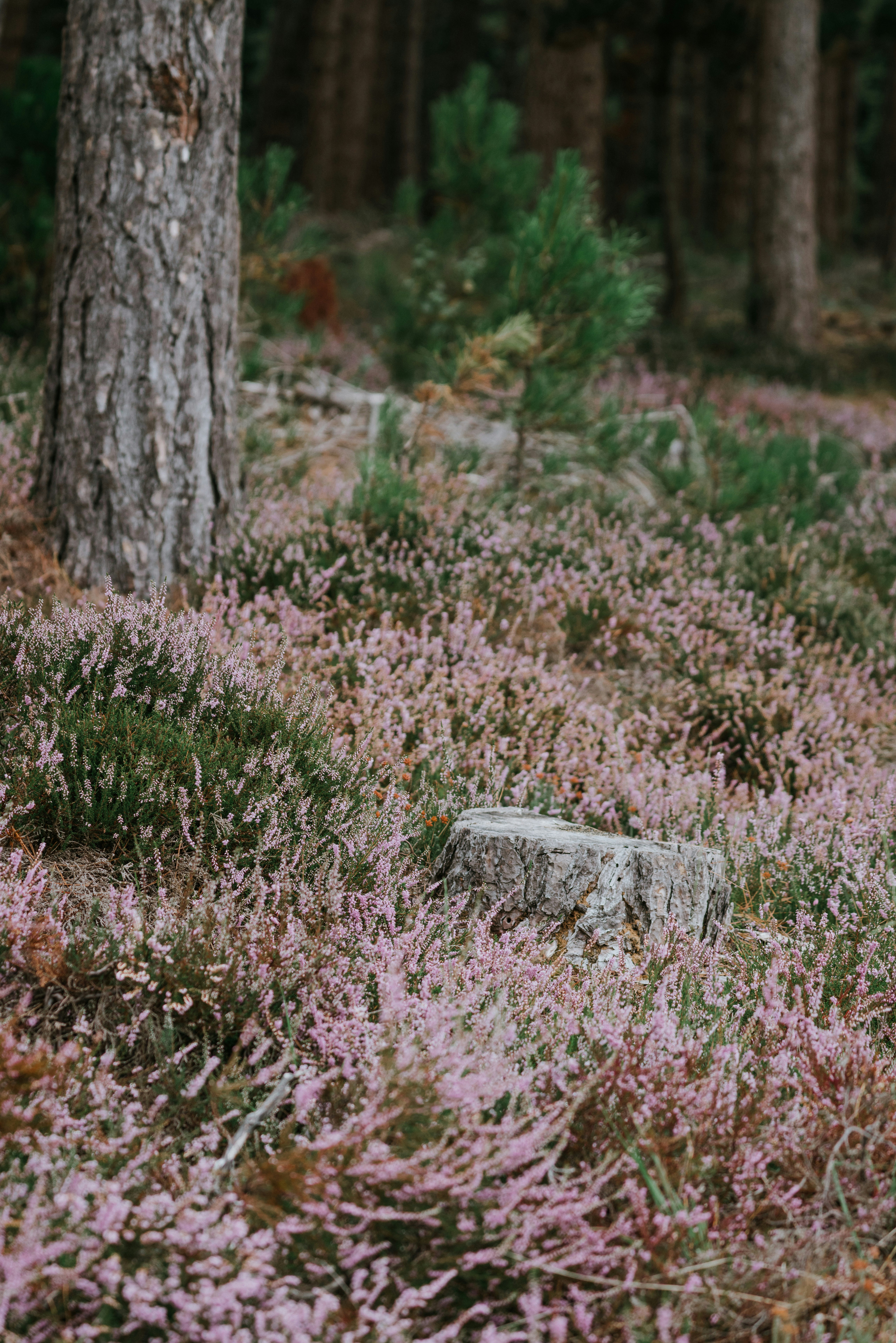 Photo by anniespratt