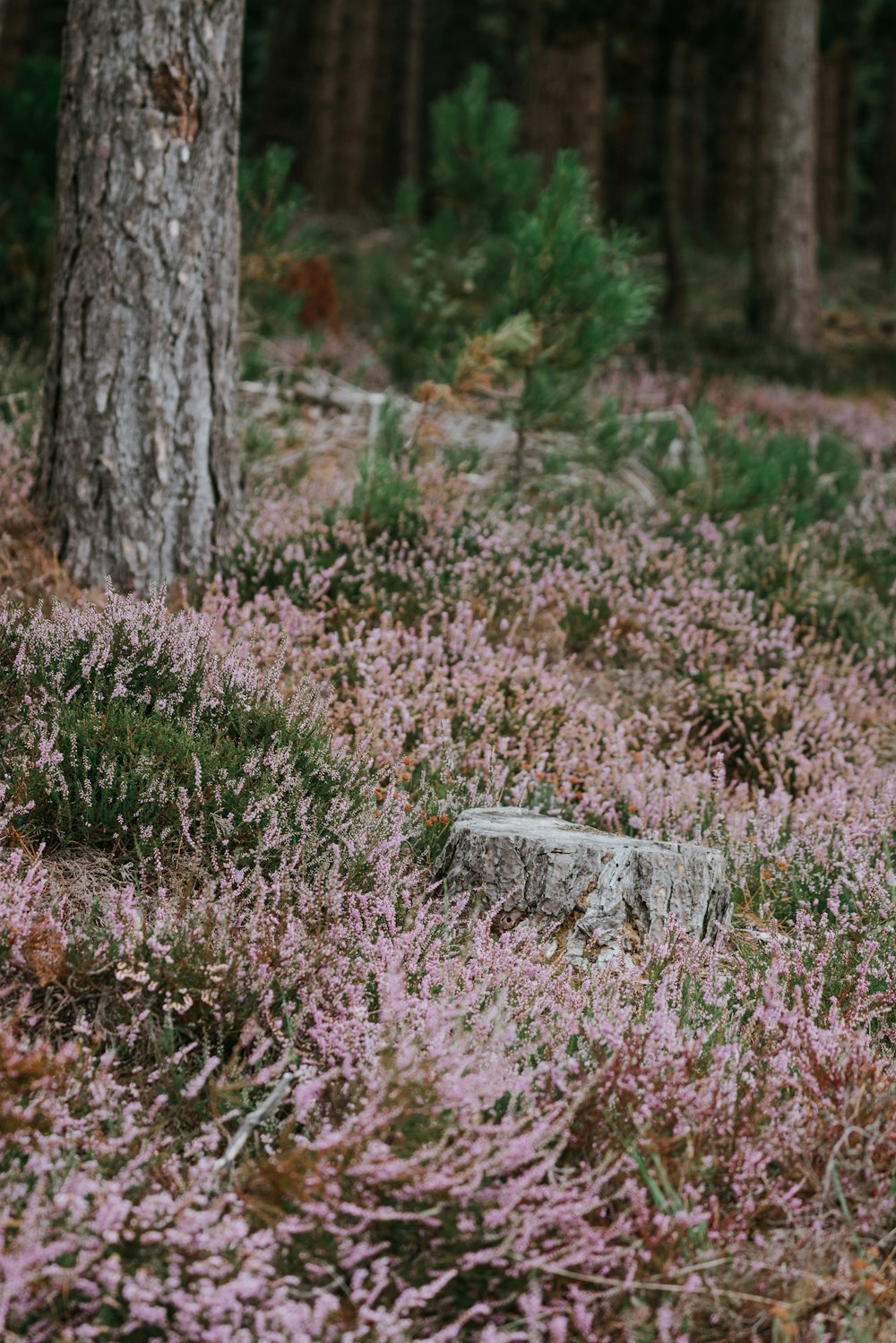 bed of pink petaled flowers