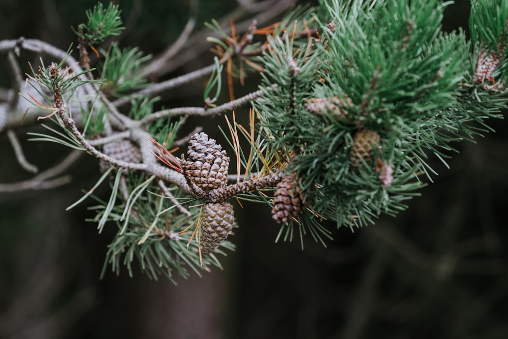 brown pine cones