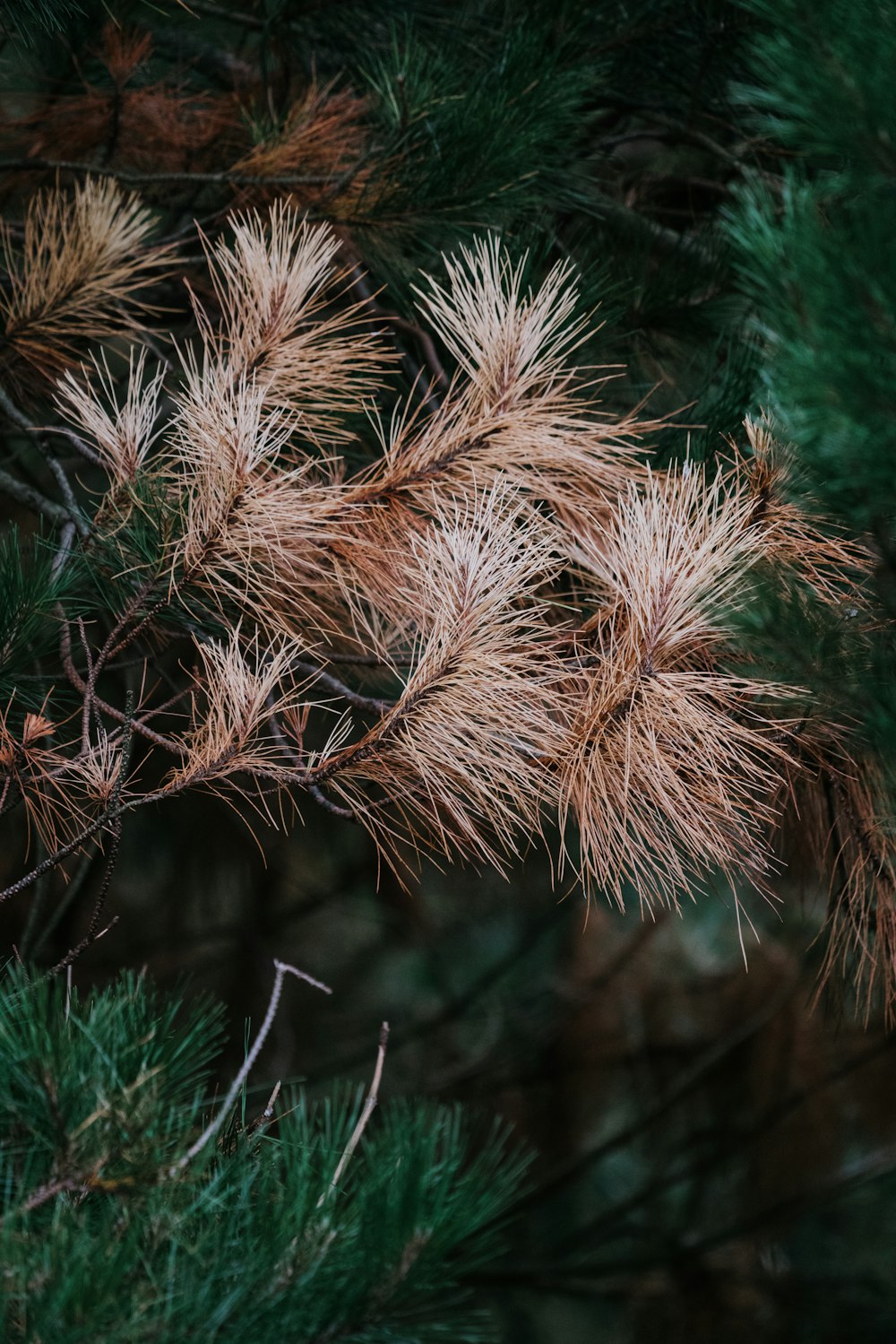 close-up photo of pine tree