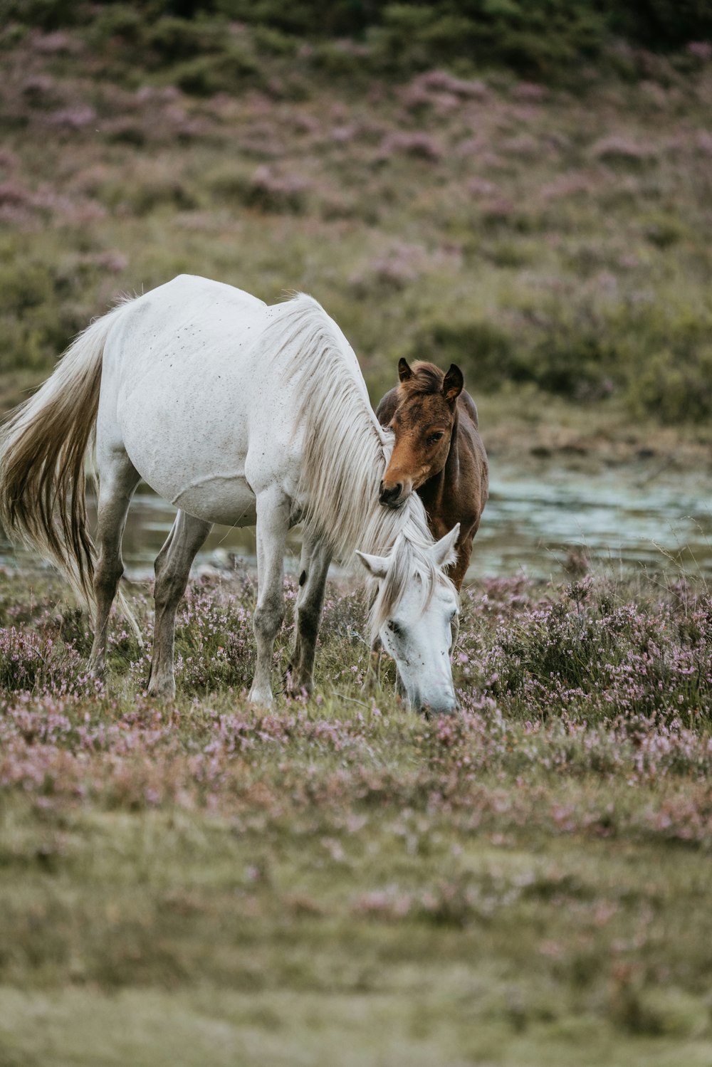 white and brown horse near river