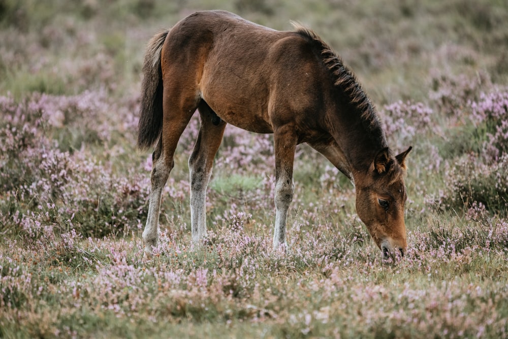 brown and white horse on grass field