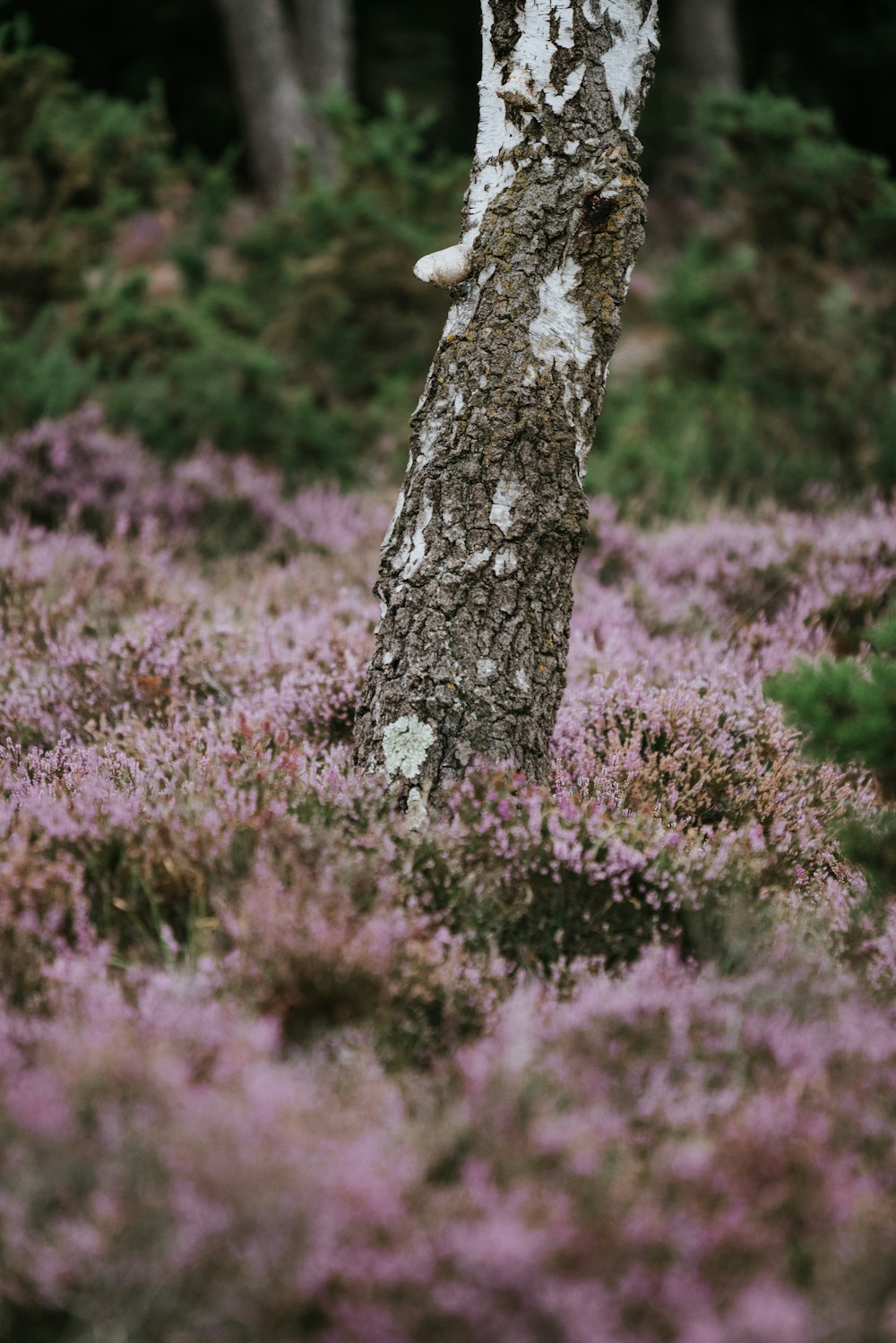 close-up photo of gray and white tree trunk surrounded with flowers