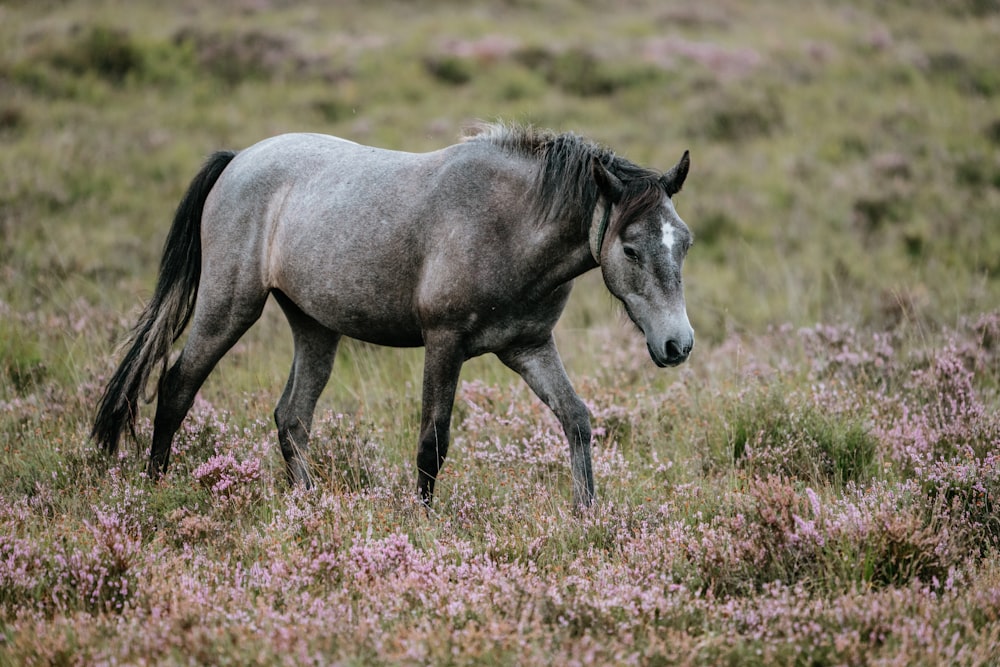 gray horse on field