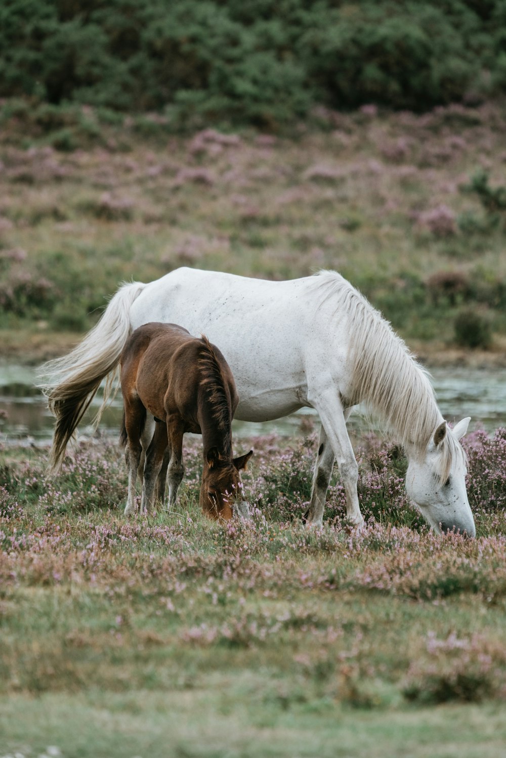 cavalo branco e pônei marrom comendo grama durante o dia