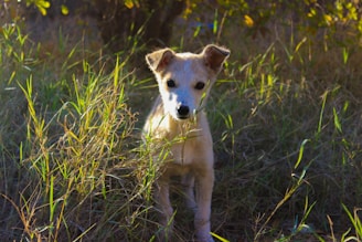 A small, light-colored puppy stands amid tall grass, looking directly at the camera. The surrounding area is a mix of green and brown foliage, suggesting a natural and slightly wild setting with sunlight casting warm tones.