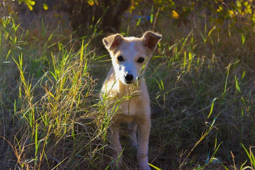 A small, light-colored puppy stands amid tall grass, looking directly at the camera. The surrounding area is a mix of green and brown foliage, suggesting a natural and slightly wild setting with sunlight casting warm tones.