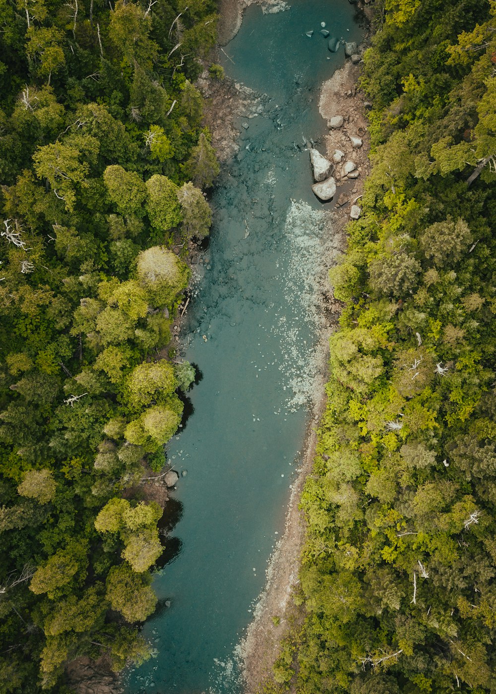 top view photo of river between pine trees