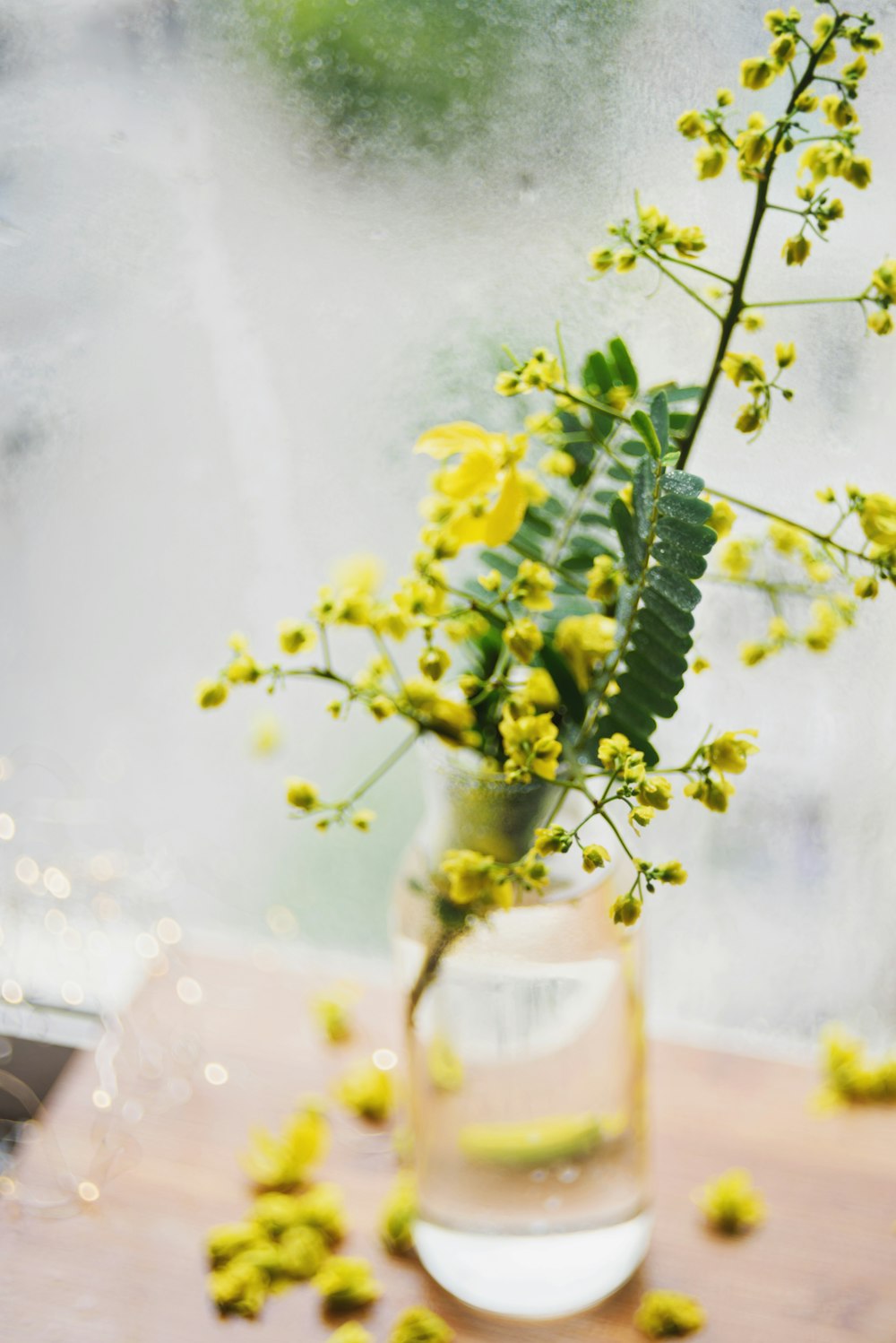 Gelbe Mimosenblüten in klarem Glasgefäß Selektives Fokusfoto