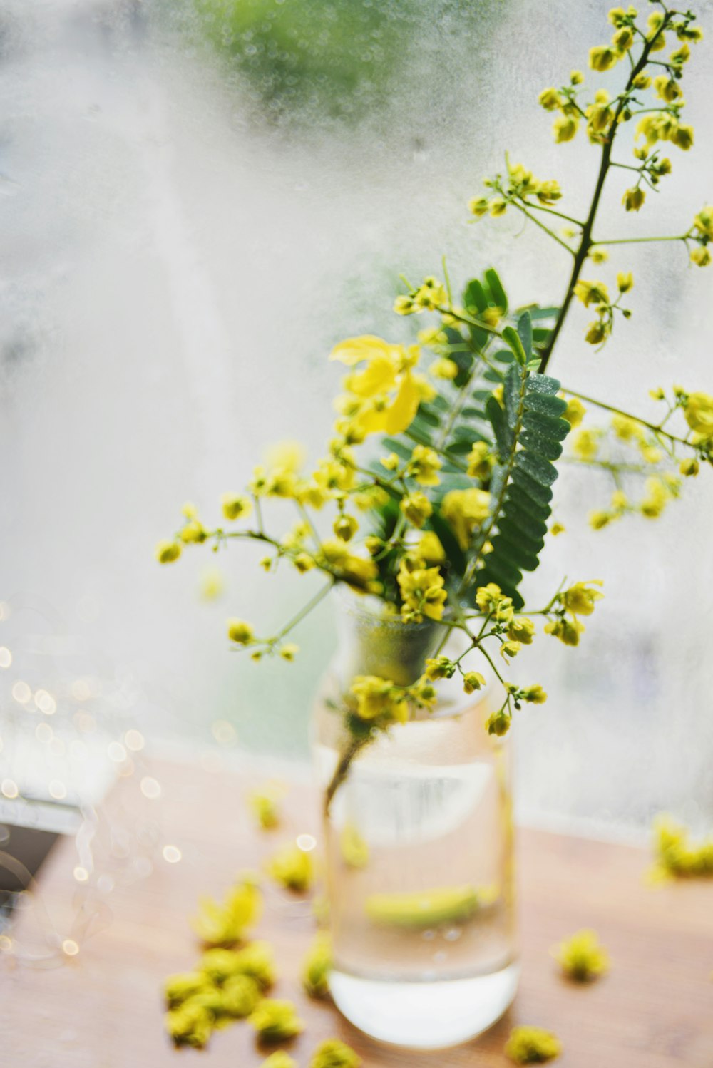 flores de mimosa amarilla en frasco de vidrio transparente foto focal selectiva
