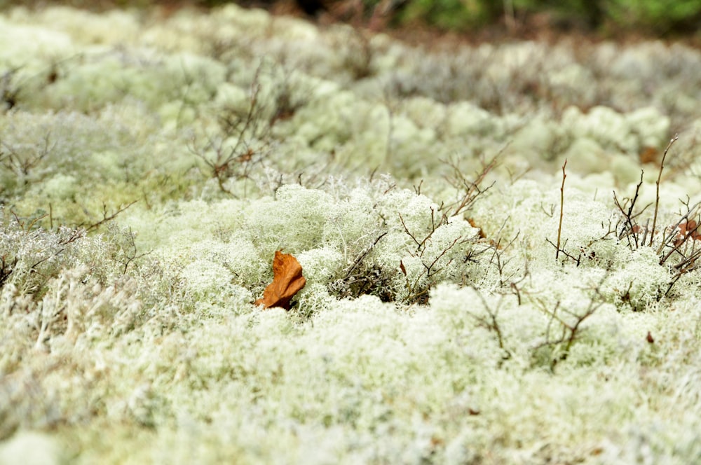 brown butterfly perching on white flowers