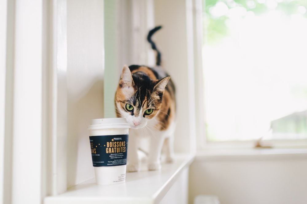 selective focus photography of calico cat and disposable cup indoors