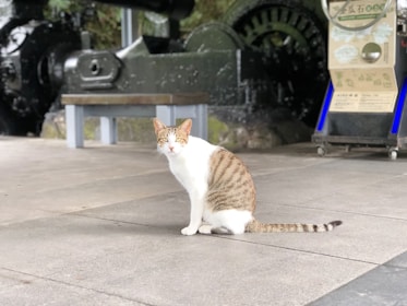 A cat with a white and brown striped coat is sitting on a concrete floor. Behind the cat, there is a large industrial machine with gears and metallic parts. A vending machine with a display and a label is also visible in the background.