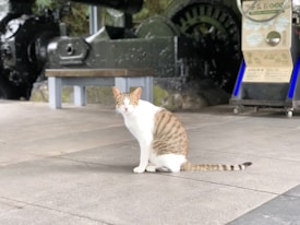 A cat with a white and brown striped coat is sitting on a concrete floor. Behind the cat, there is a large industrial machine with gears and metallic parts. A vending machine with a display and a label is also visible in the background.