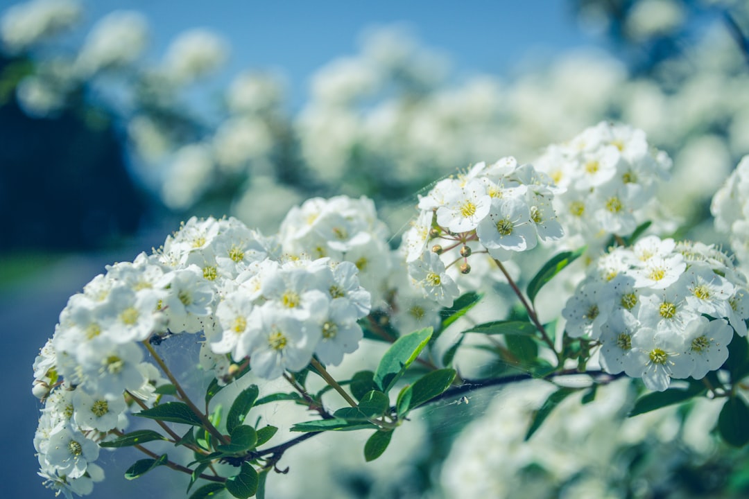 selective focus photo of white petaled flowering plant