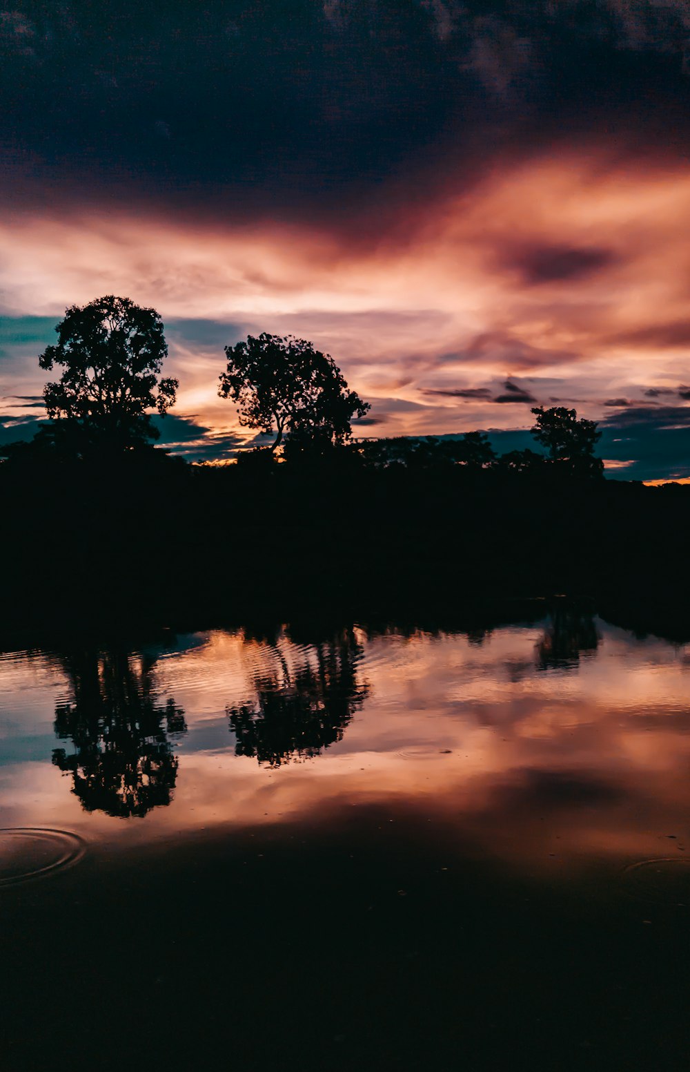 forest near body of water at sunset