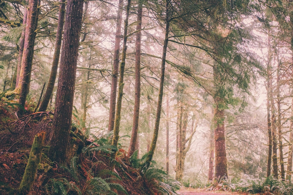 green leafed trees