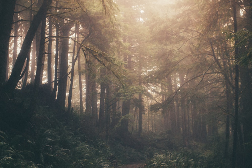 Fotografía de paisaje de bosque