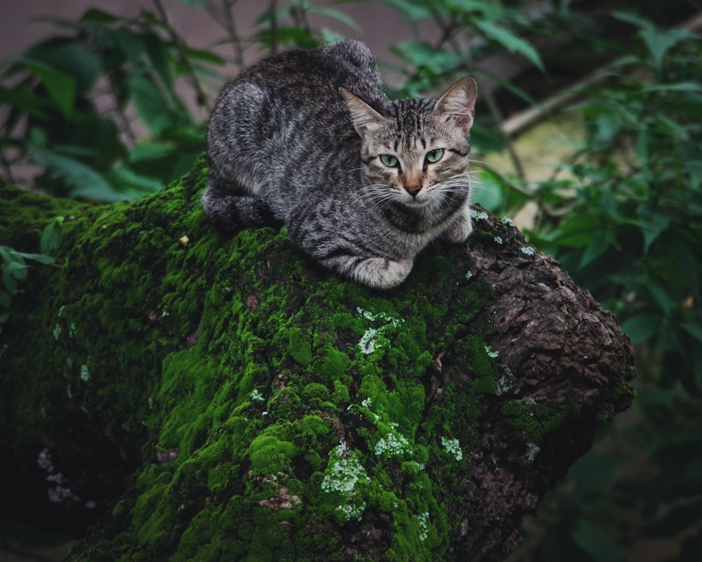 closeup photo of brown tabby cat sitting on rock