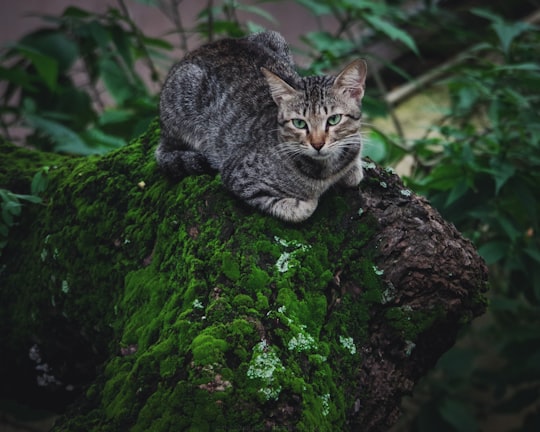 closeup photo of brown tabby cat sitting on rock in Kerala India