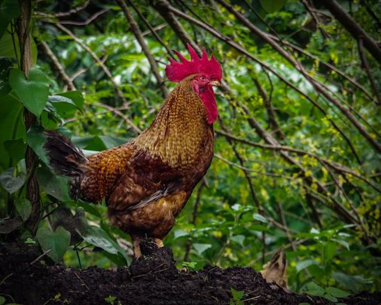 A proud rooster standing tall in a sunlit farmyard surrounded by lush greenery.